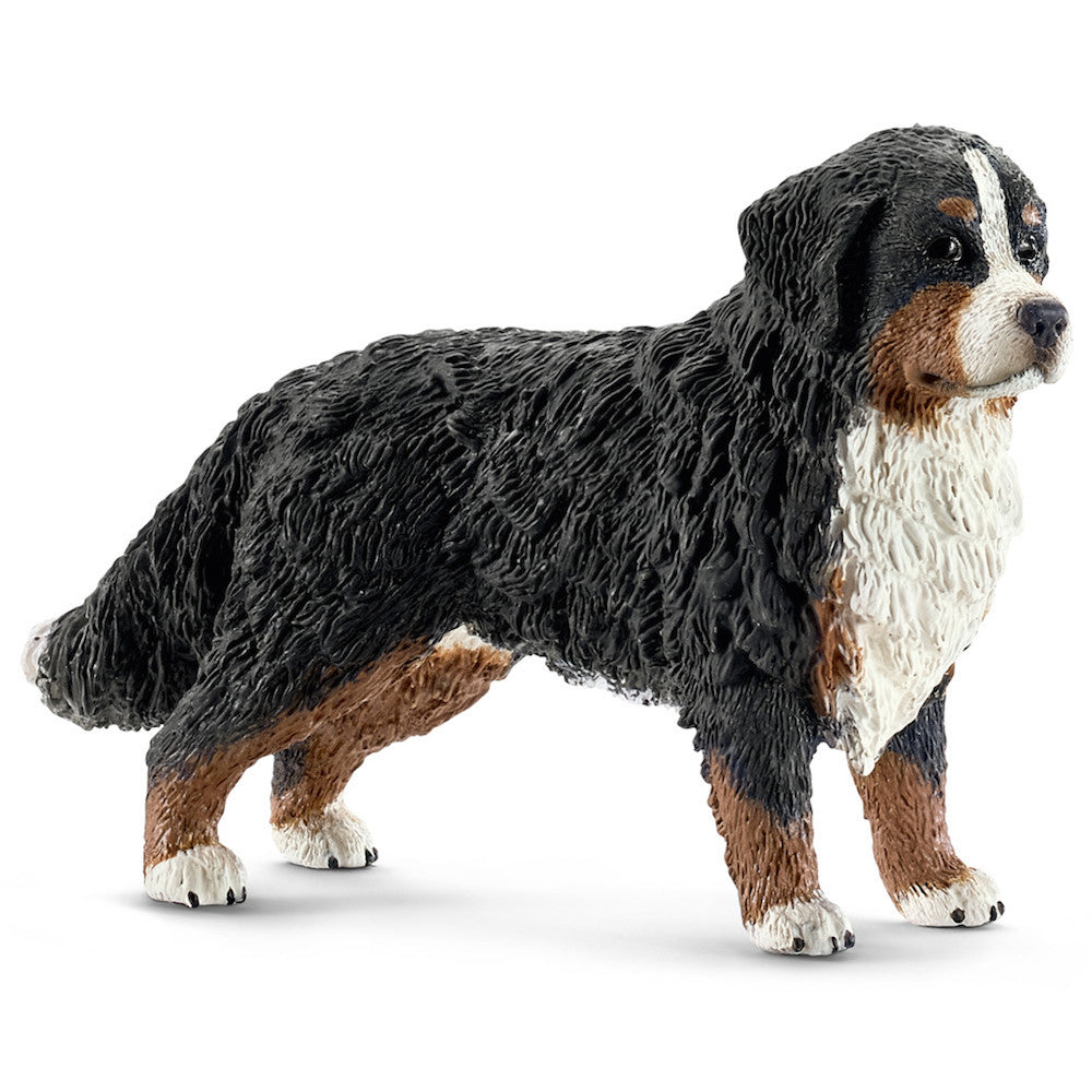 Bernese Mountain Dog Female