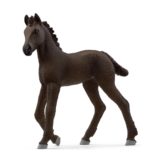 Friesian Foal