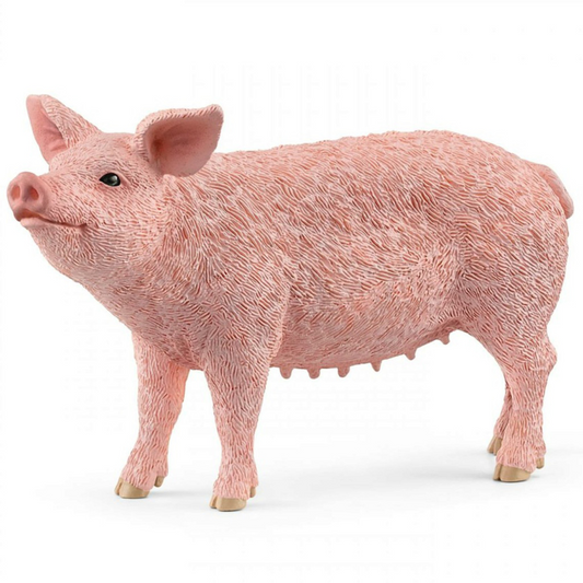 Pig