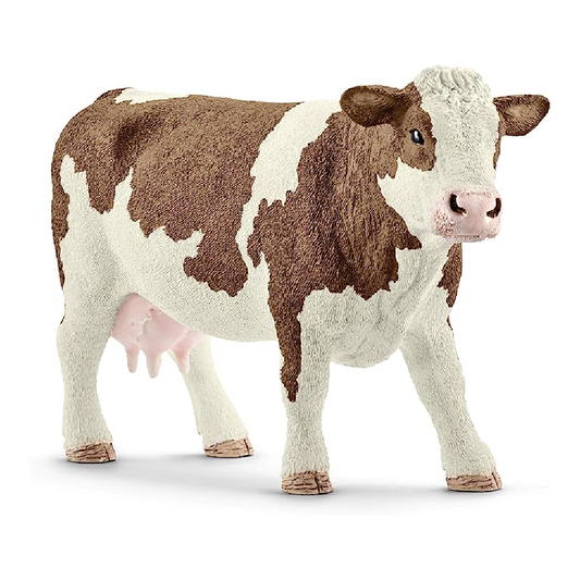 Simmental Cow